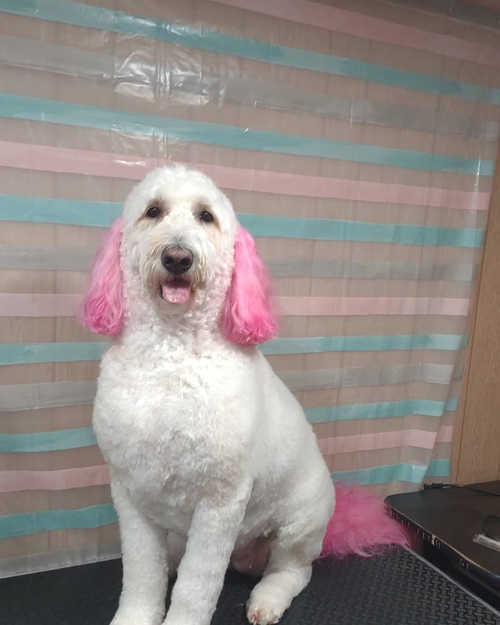 White doodle with hot-pink dyed ears and tail sitting on the grooming table in front of the pink and teal striped backdrop
