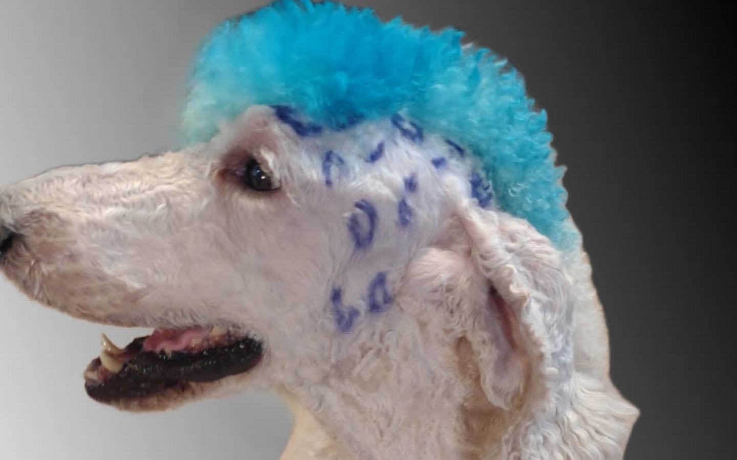 White standard poodle with a turquoise dyed mohawk and stencilled spots