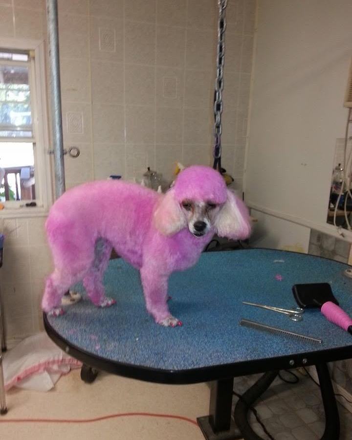 Toy poodle dyed vivid pink from head to tail, standing on the blue grooming table
