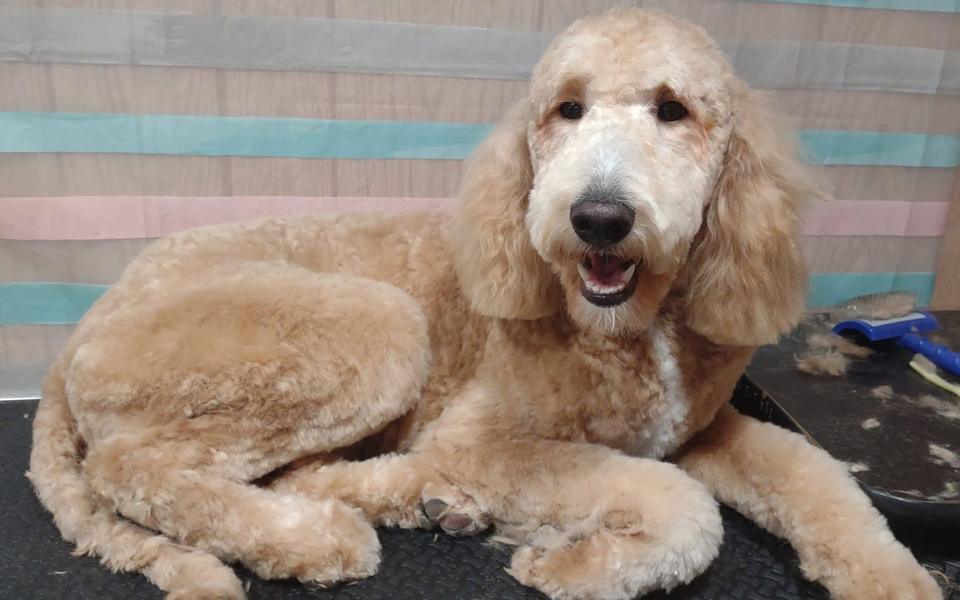 Apricot standard poodle lying on the grooming table in front of the striped backdrop after a full groom