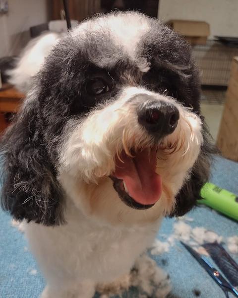 Black and white spaniel mix with a fresh teddy-bear cut on the teal table