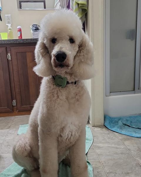 Cream standard poodle with a fresh teddy-bear trim sitting on a green towel