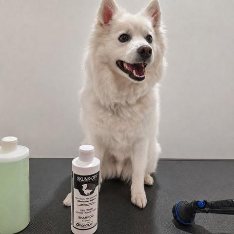 White American Eskimo dog brushed out and smiling after a bath