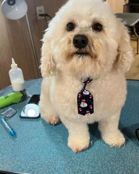 White bichon mix in a snowman-print neck tie after a Christmas groom