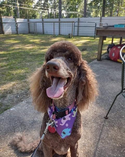 Brown standard poodle in a purple and teal bandana after a full groom, standing in the yard
