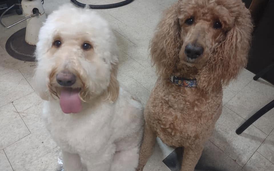 Cream goldendoodle and apricot standard poodle side by side after their grooms