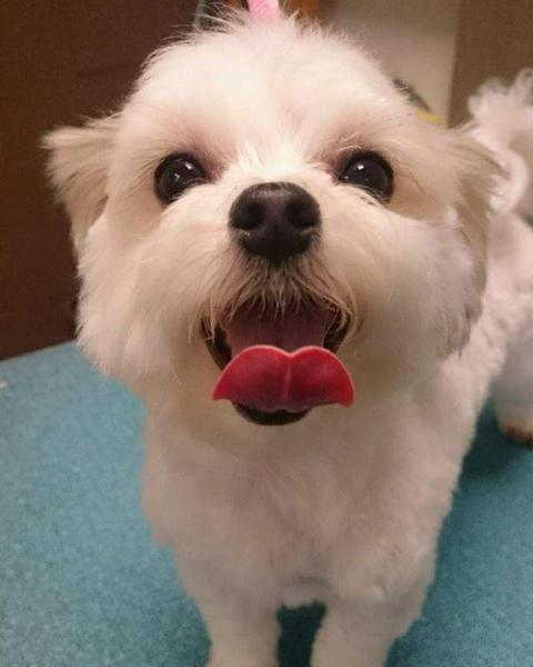 Maltese with a round teddy-bear trim, tongue out, on the teal grooming table