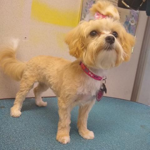 Tan and cream small dog after a groom in the salon