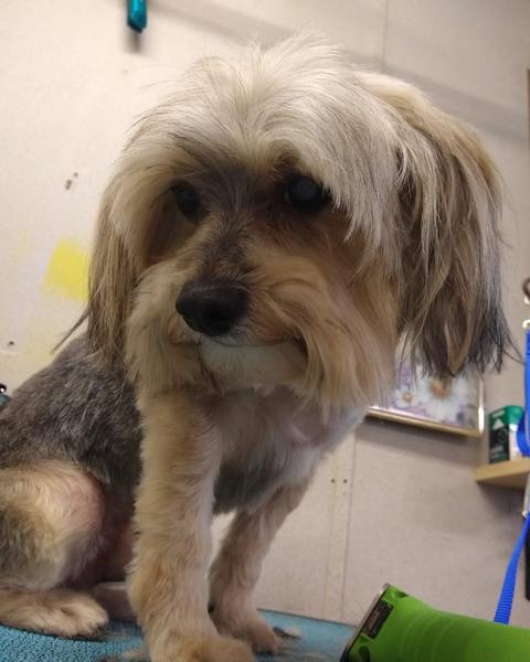 Gray and cream terrier mix in a puppy cut on the grooming table