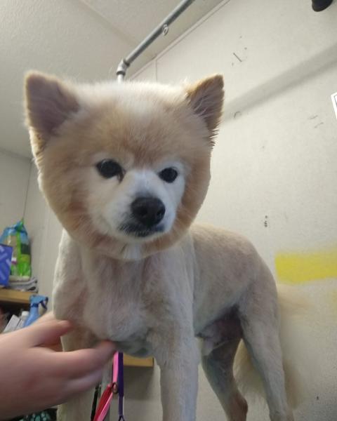 Cream pomeranian mix with a fresh teddy-bear face after a summer clip