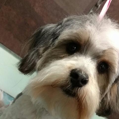 Gray and white shih tzu with a round face trim