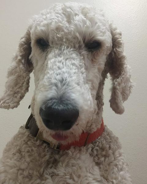 Cream poodle mix looking straight at the camera after a groom