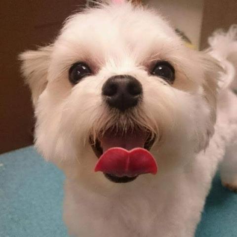 White Maltese mix mid-lick on the blue mat after a groom