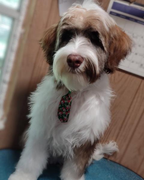 Brown and white spaniel mix in a festive bandana after a trim