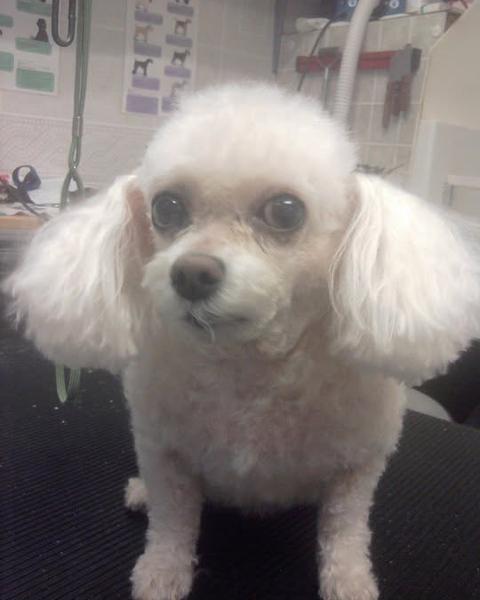 White poodle with a neatly trimmed teddy-bear face after a groom