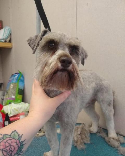 Gray schnauzer freshly clipped on the teal table