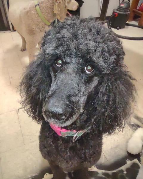 Black standard poodle in a pink and green bandana after a clip