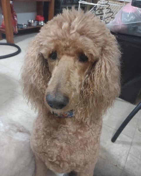 Apricot standard poodle in a floral bandana after a groom