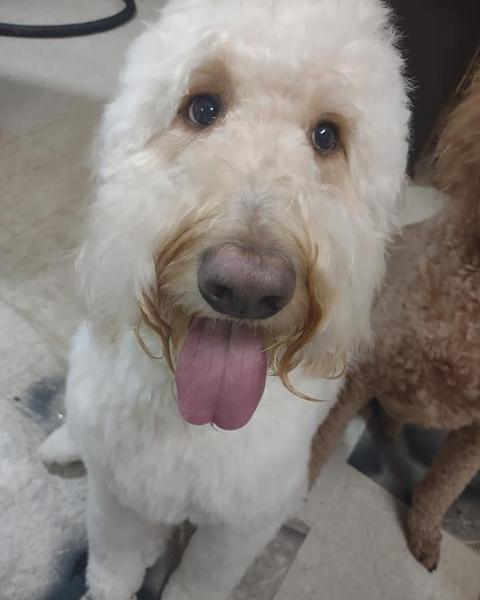 Cream goldendoodle close-up with the tongue out after a groom