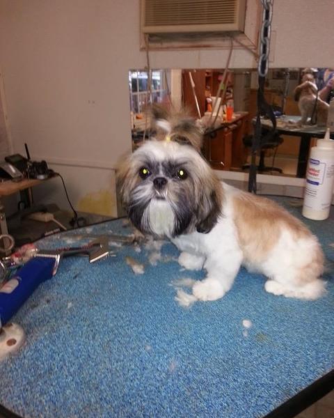 Shih tzu freshly clipped, sitting on the blue grooming table