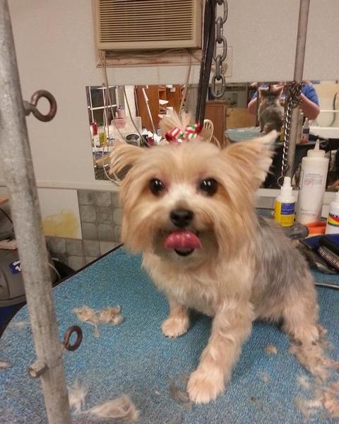 Silky terrier mix with the tongue out on the blue grooming table