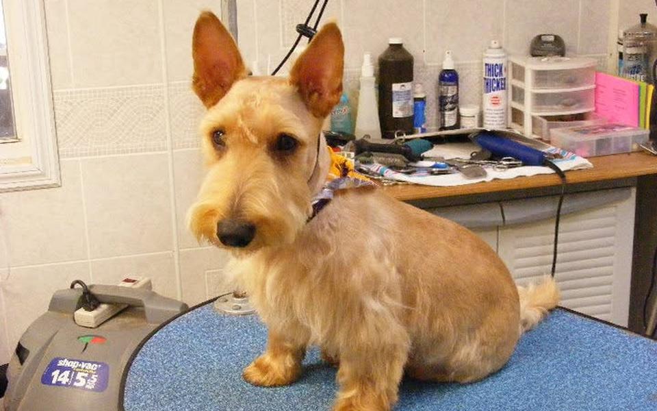 Tan cairn terrier type in an orange bandana after a trim