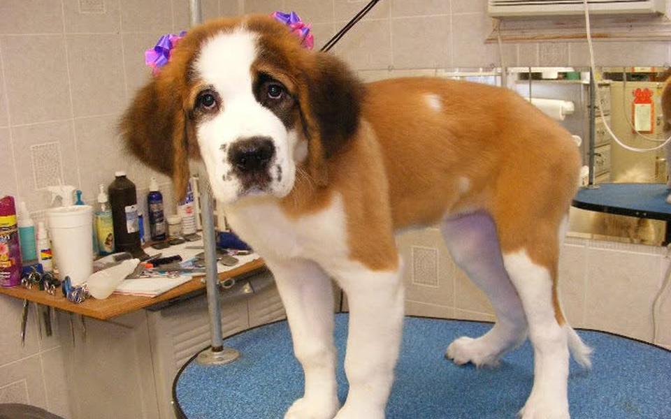 Saint Bernard puppy with a pink and purple bow after a bath