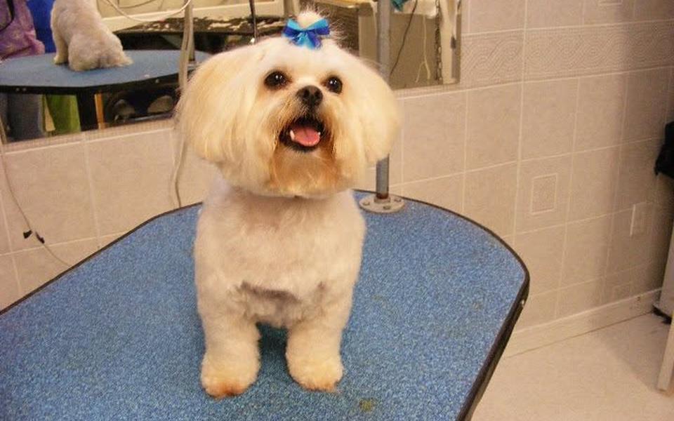 White Maltese mix in a blue bow after a fluffy trim