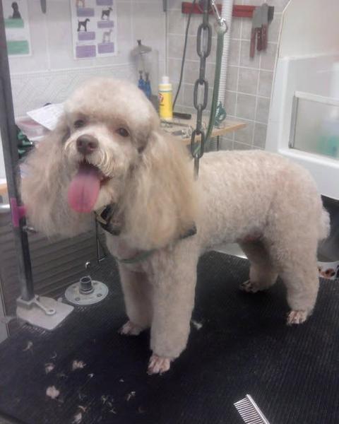 White poodle with a paw raised after a groom
