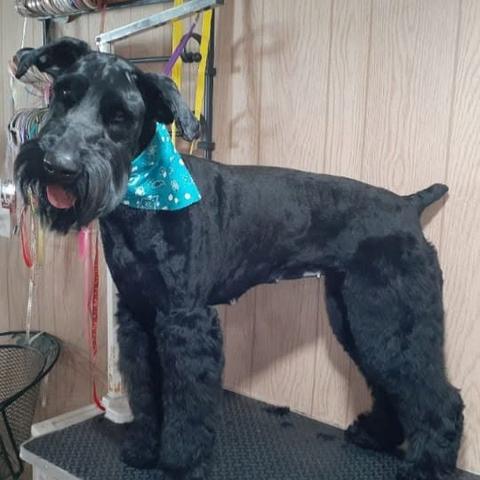 Yorkie with a full topknot after a groom