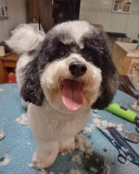 Black and white spaniel mix with a fresh teddy-bear cut, a different angle with the tongue out