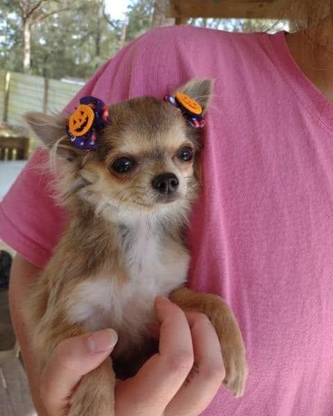 Tiny chihuahua with orange and purple jack-o-lantern ear bows