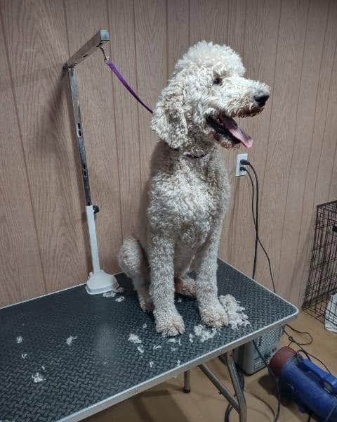 Large cream doodle in a teddy trim on the grooming table