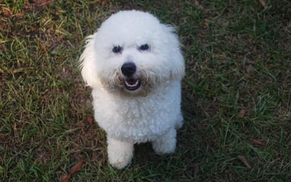 Bichon frise in a round trim sitting on the grass