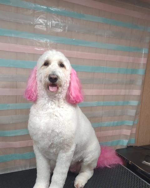 White doodle with hot-pink dyed ears and tail sitting on the grooming table in front of the pink and teal striped backdrop