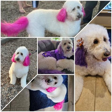 Five-panel collage of doodles with pink and purple dyed ears and tails