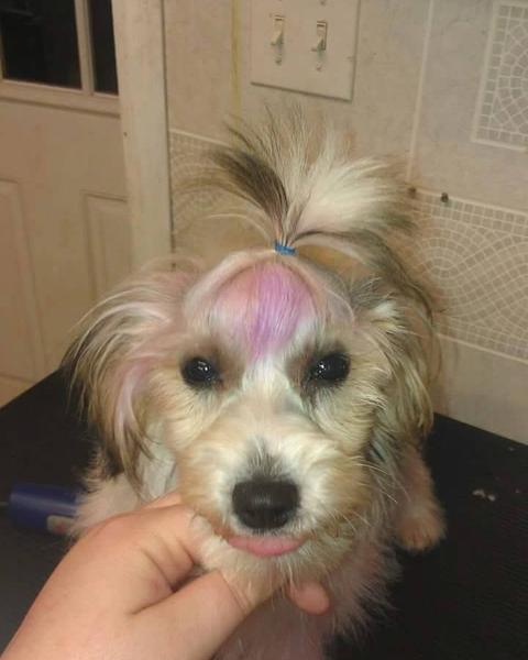 Small terrier mix with a pink dyed topknot tied up with a blue band