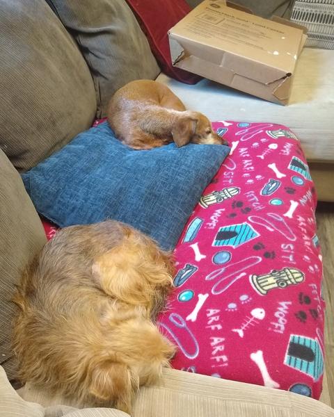 Two dachshund mixes curled up asleep together on a couch with a red blanket
