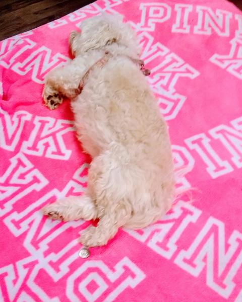 Cream toy poodle mix asleep on a hot-pink blanket
