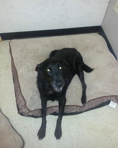 Black smooth-coat dog lying on a quilted dog bed on the tile floor