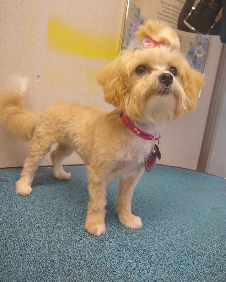 Small blonde dog with a teddy-bear face trim and a pink bow, standing on the teal grooming table