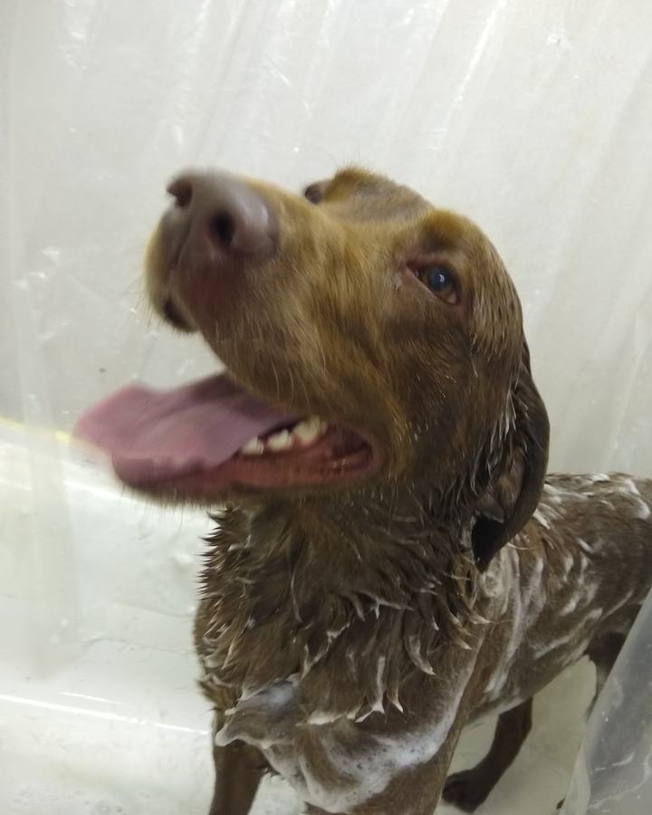 Liver-coloured pointer type mid-bath, soapy and smiling, behind the clear tub curtain