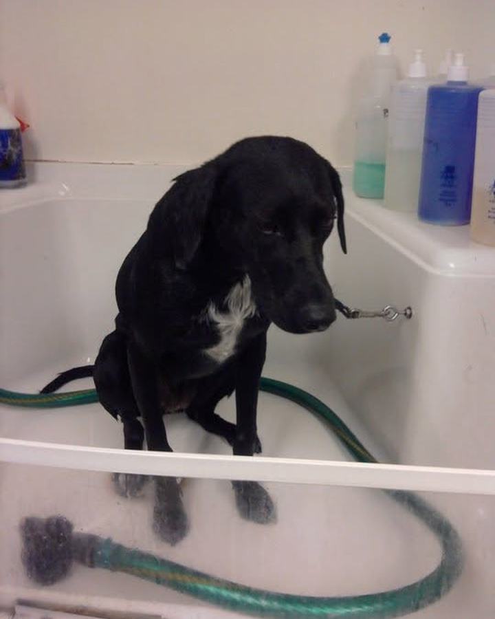 Black lab-mix puppy sitting in the tub being washed