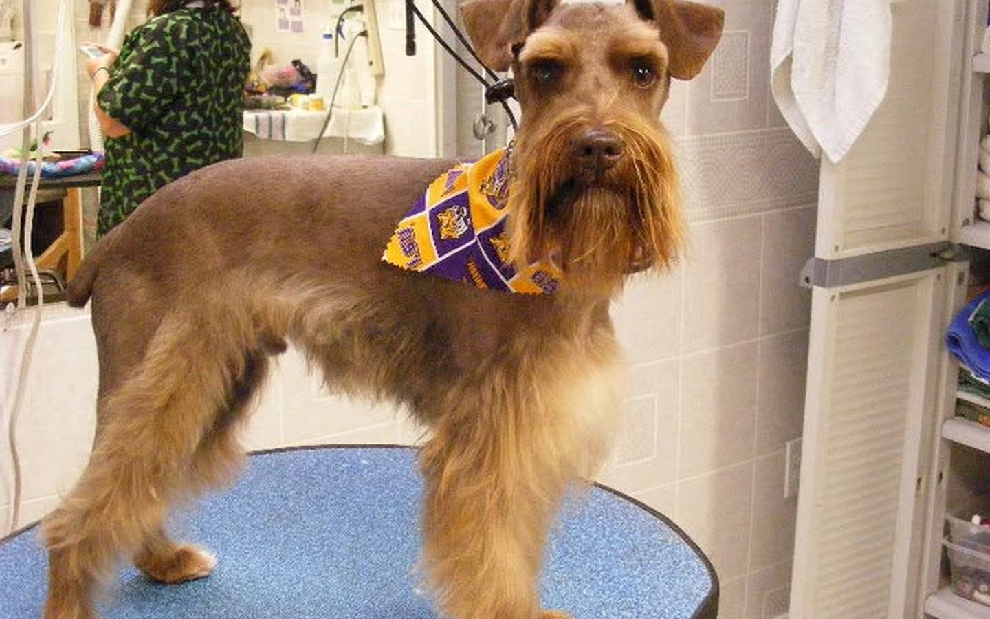 Miniature schnauzer in a purple and gold plaid bandana on the table with the groomer working behind him