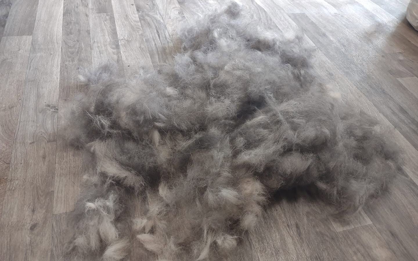 A large pile of shed undercoat on the floor after a de-shedding treatment on a German Shepherd