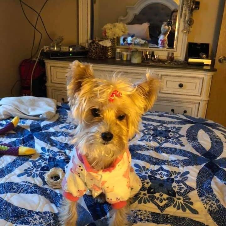 Yorkie in pajamas sitting on a blue and white quilt at home