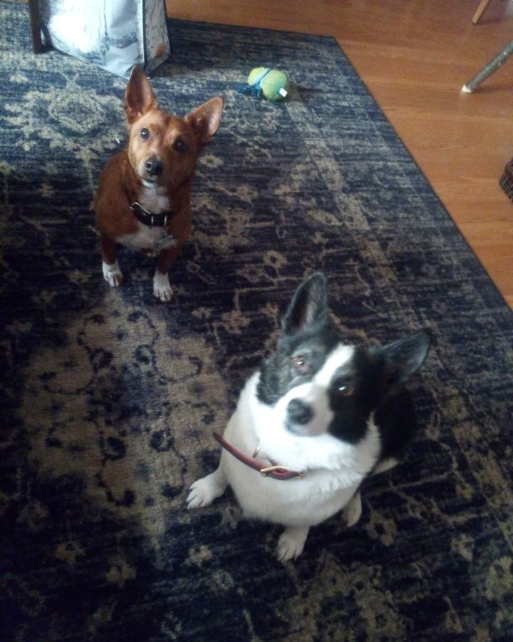 Two house dogs relaxing at home