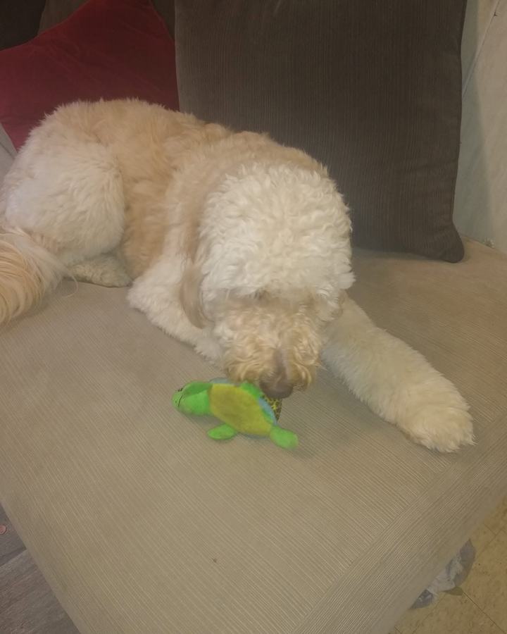 Cream goldendoodle relaxing on the couch chewing a green turtle toy