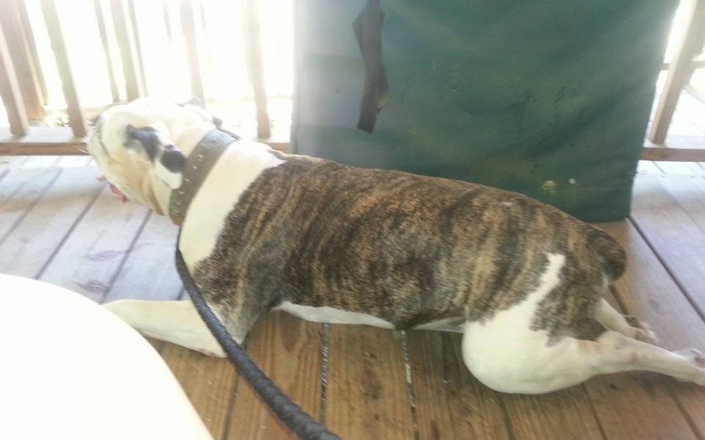 Brindle and white bulldog lying on the wood porch deck